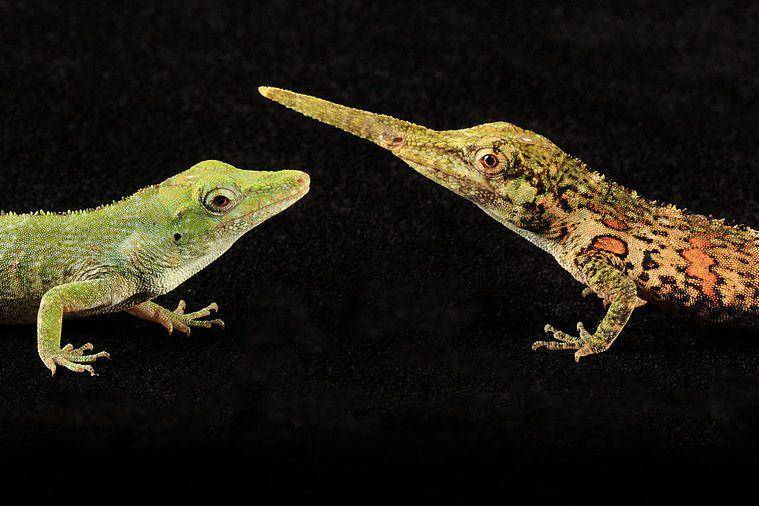 proboscis anole jantan berhidung panjang dan proboscis anole betina (commons.wikimedia.org/Santiago Ron)