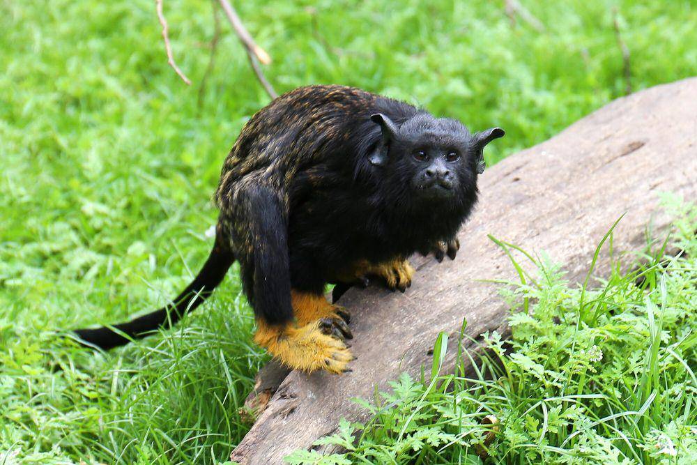 Red-handed tamarin (commons.m.wikimedia.org/Ralf Lotys)