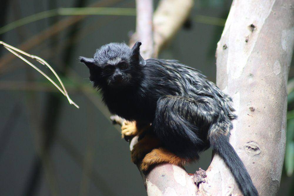 Red-handed tamarin (commons.m.wikimedia.org/WhistlingKite24)