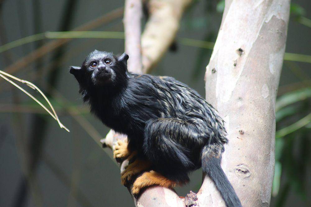 Red-handed tamarin (commons.m.wikimedia.org/WhistlingKite24)