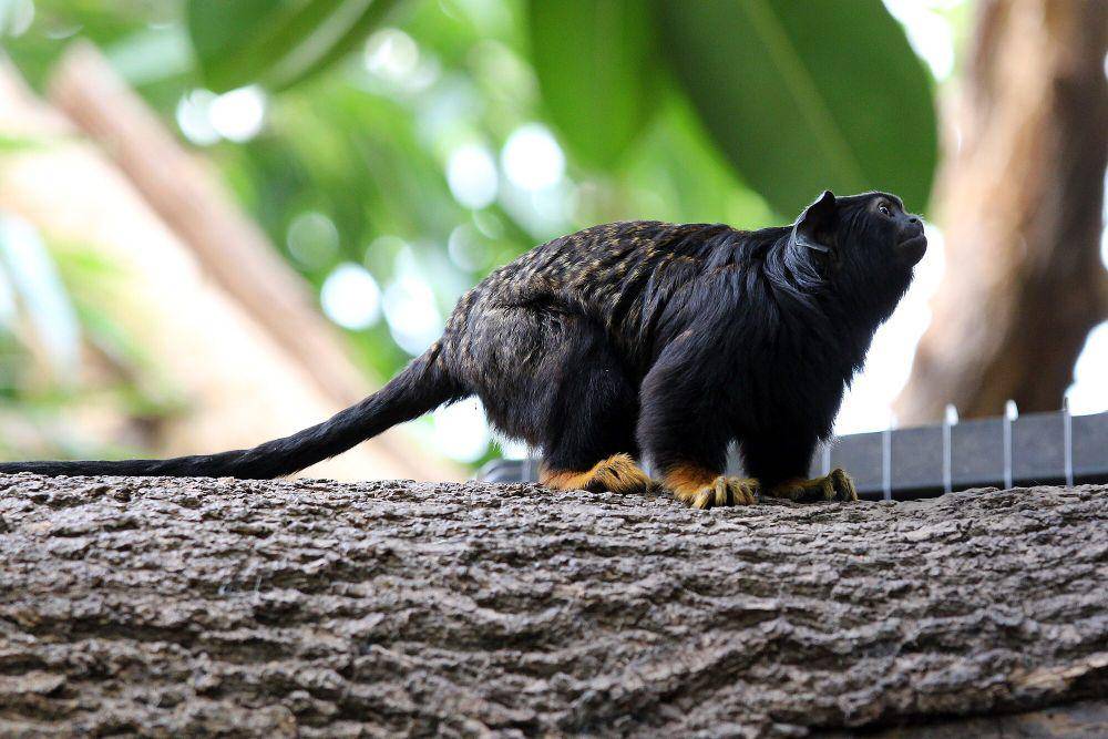 Red-handed tamarin (commons.m.wikimedia.org/Dmitirj Rodionov)
