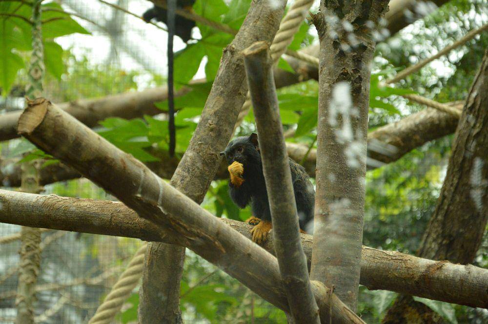 Red-handed tamarin (commons.m.wikimedia.org/Clem)