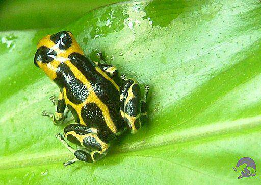 katak panah beracun peniru (commons.wikimedia.org/ Gabsch)