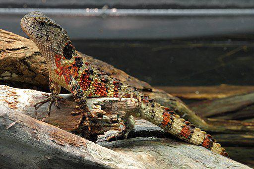 5 Reptil Unik yang Berhabitat di Cina, Ada Kadal yang Mirip Buaya