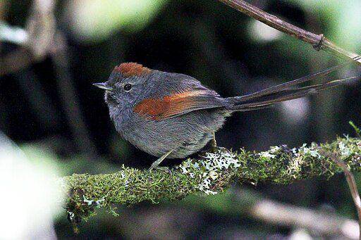 Apurímac spinetail (commons.wikimedia.org/ Jon Irvine)