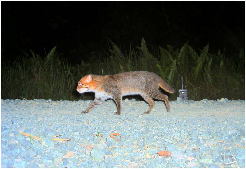 Kucing tandang (commons.wikimedia.org/Andreas Wilting)
