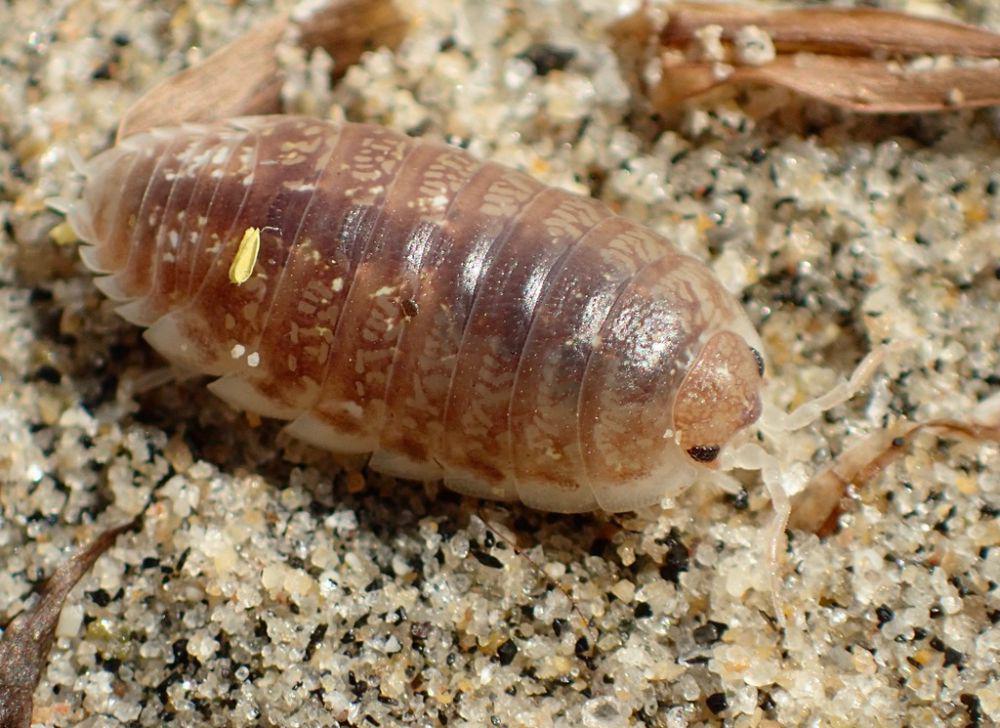 ilustrasi Alloniscus perconvexus (inaturalist.org/alex_bairstow)