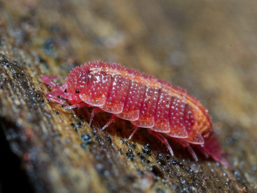 ilustrasi Androniscus dentiger (inaturalist.org/bvcruz)