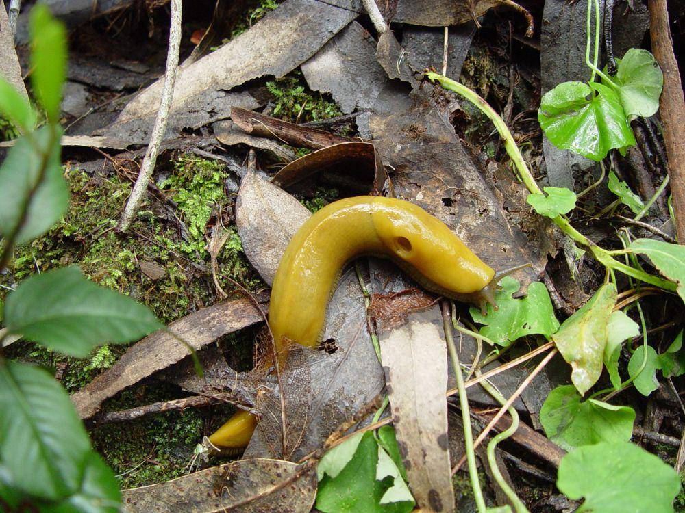 siput pisang (commons.wikimedia.org/Franco Folini)
