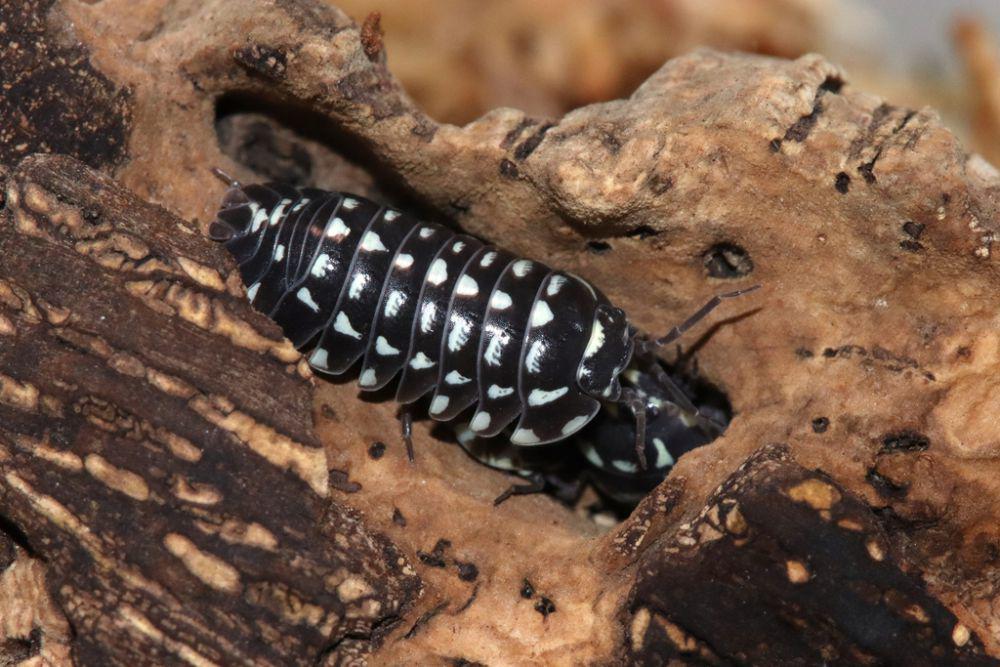 ilustrasi Armadillidium maculatum (inaturalist.org/phtevendrews)