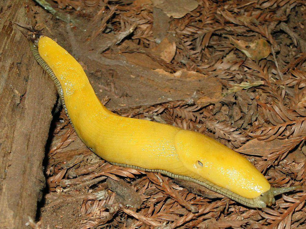 siput pisang (commons.wikimedia.org/Jim Whitehead)