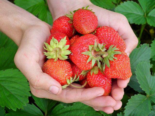 ilustrasi memegang strawberry (pixabay.com/ArtActiveArt)