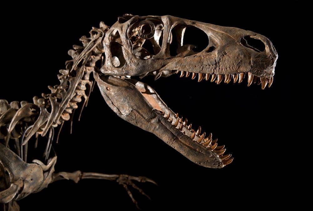 5 Fakta Unik Dromaeosauridae, Famili Dinosaurus yang Berbulu Lebat!