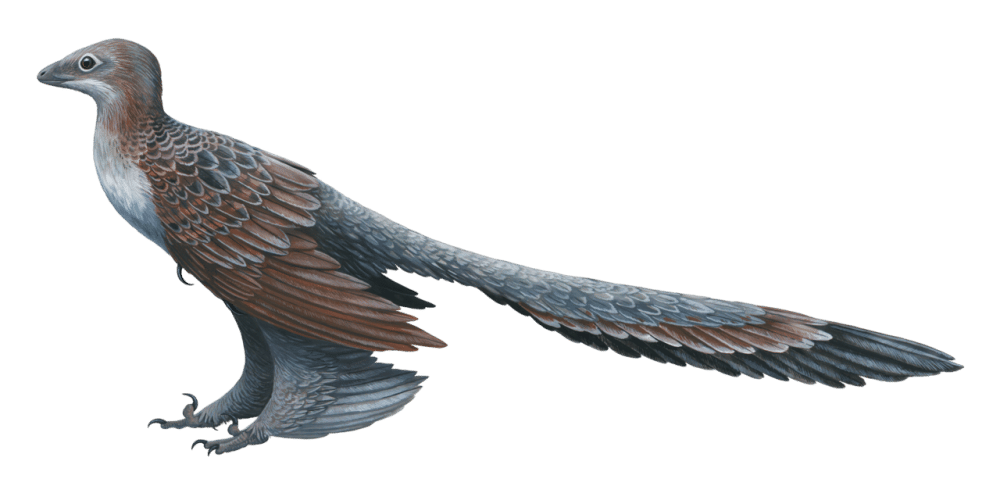 Ilustrasi Changyuraptor (commons.wikimedia.org/Emily Willoughby)