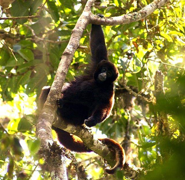 monyet wol berekor kuning (commons.wikimedia.org/ Platyrrhinus)