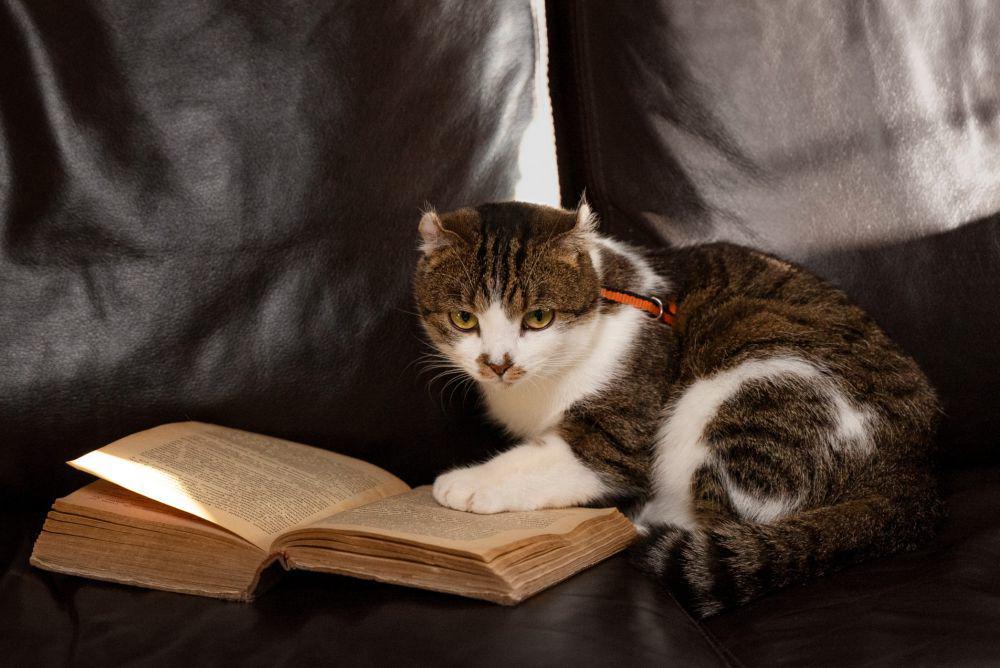 6 Rekomendasi Buku untuk Pencinta Kucing, Kisahnya Menarik!