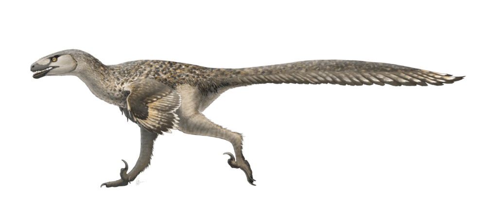 Ilustrasi Dromaeosaurus (commons.wikimedia.org/Fred Wierum)