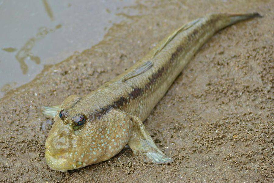 ilustrasi Mudskipper (commons.wikimedia.org/Bernard DUPONT)