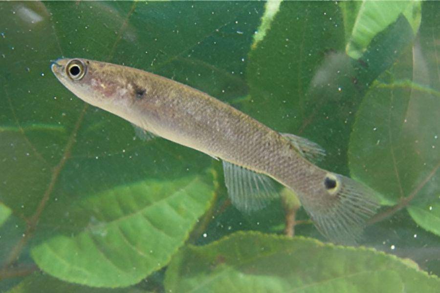 ilustrasi ikan Mangrove rivulus (commons.wikimedia.org/Nathalia Kaluana Rodrigues da Costa dkk)