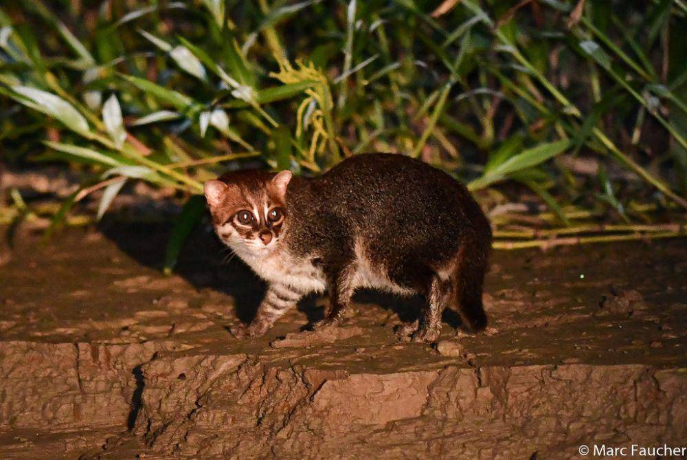 Kucing tandang (www.inaturalist.org/pfaucher)