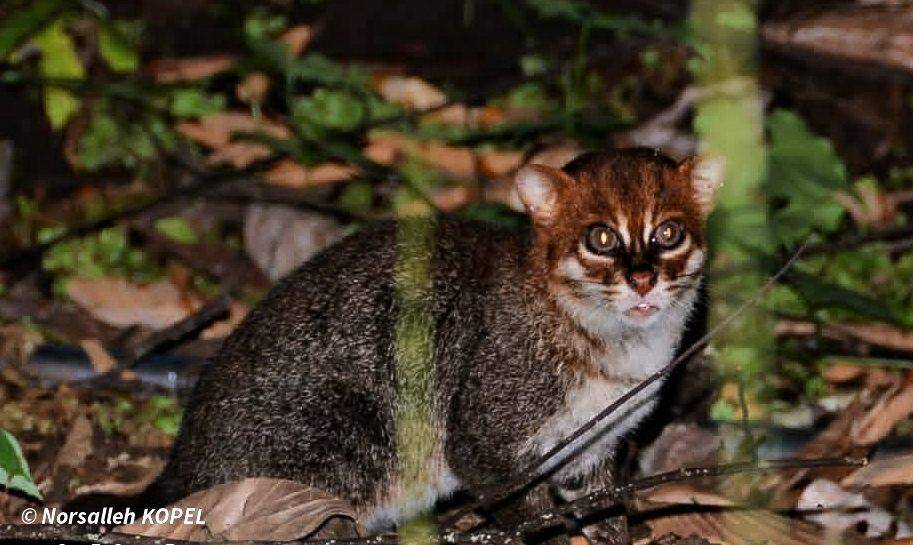 Kucing tandang (www.inaturalist.org/norsalleh1)