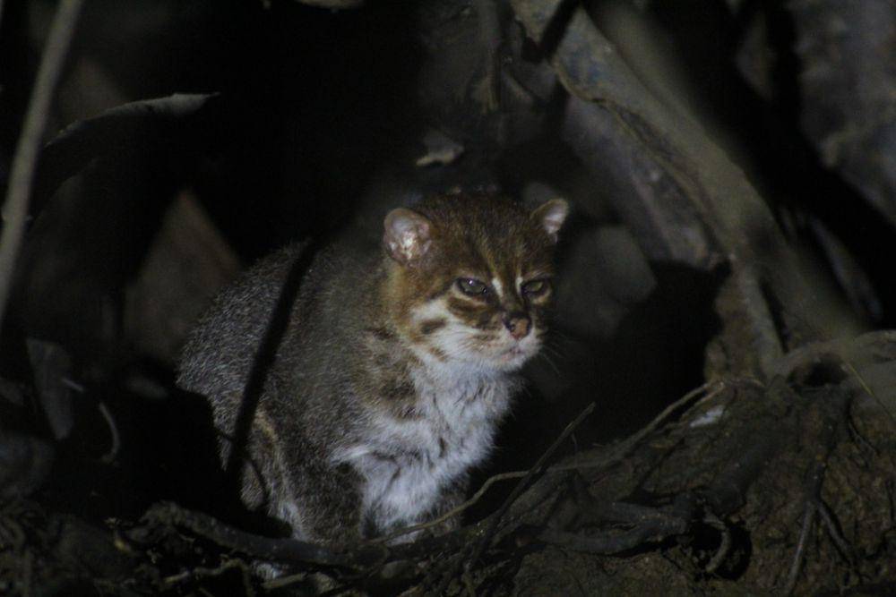 Kucing tandang (www.inaturalist.org/jstivelman)