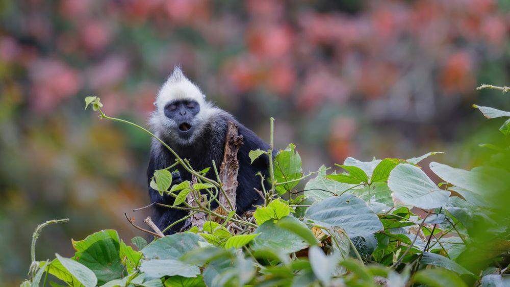 ilustrasi lutung (inaturalist.org/mengshuai_ge)