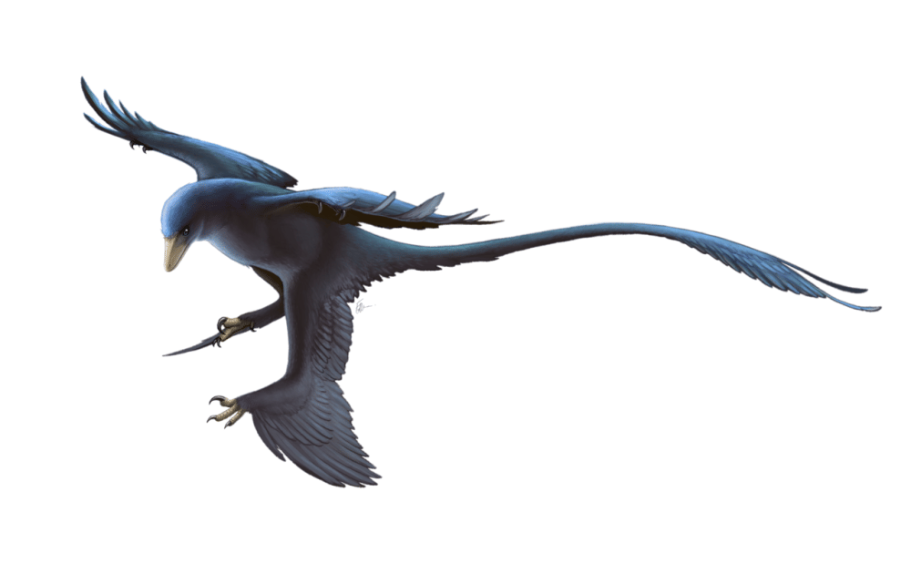 Ilustrasi Microraptor, salah satu Dromaesaurus yang kemungkinan bisa terbang (commons.wikimedia.org/Fred Wierum)