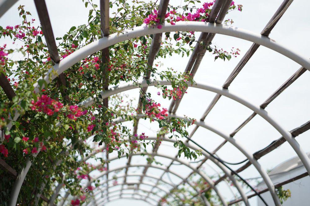 Ilustrasi bougainvillea pada pergola (pixabay.com/Junaid A Yaraa)
