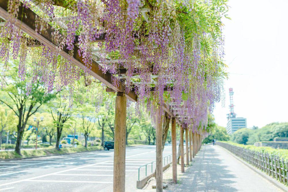 Ilustrasi wisteria pada pergola jalan (pexels.com/Nguyen Hung)