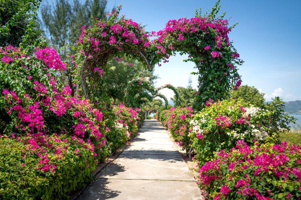 Ilustrasi bougainvillea pada pergola jalan taman (pexels.com/Quang Nguyen Vinh)
