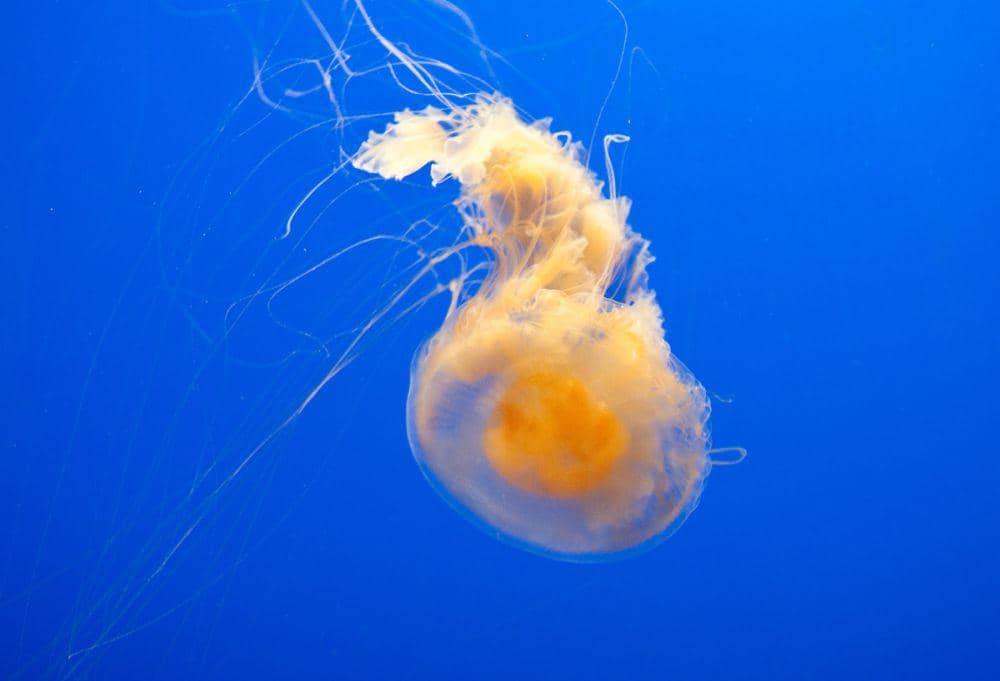 fried egg jellyfish (commons.wikimedia.org/Tom Thai)