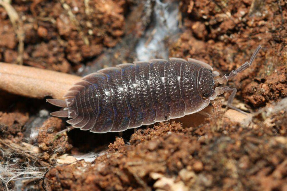 ilustrasi Porcellio hoffmannseggii (inaturalist.org/floris_heemskerk)