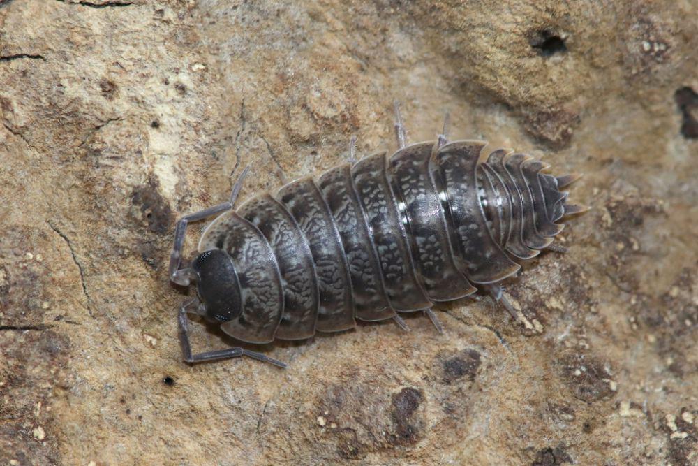 ilustrasi Porcellio orarum (inaturalist.org/phtevendrews)