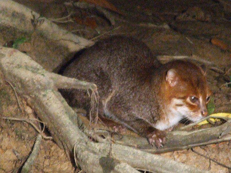 Kucing tandang (commons.wikimedia.org/Thibaud Aronson)