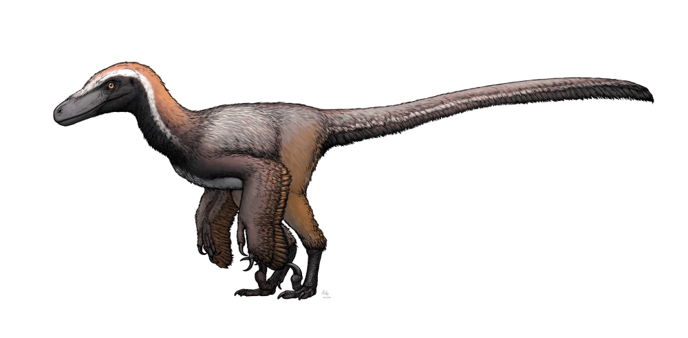 Ilustrasi Pyroraptor (commons.wikimedia.org/Mette Aumala)