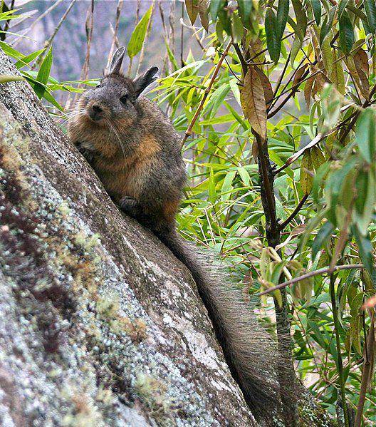 viscacha gunung (commons.wikimedia.org/ Alex Lee)