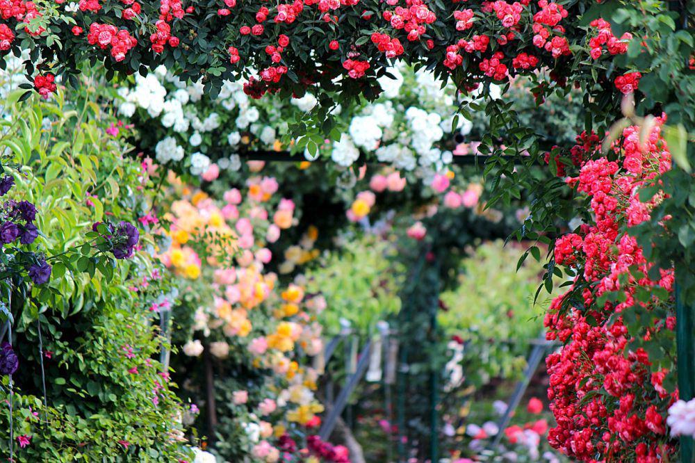 Ilustrasi climbing rose pada pergola taman (pixabay.com/kiyu_01)
