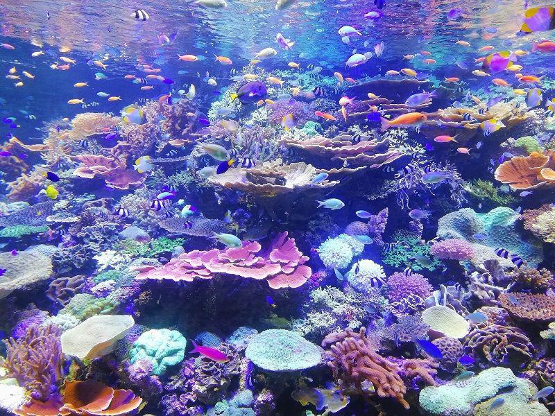 Studi Baru Ungkap Fakta Evolusi Cepat Ikan Purba Coelacanth