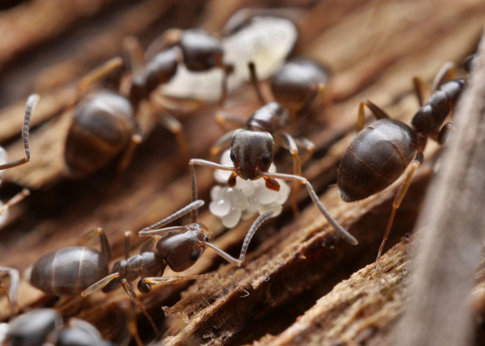 ilustrasi Tapinoma erraticum (inaturalist.org/myrmecophil)