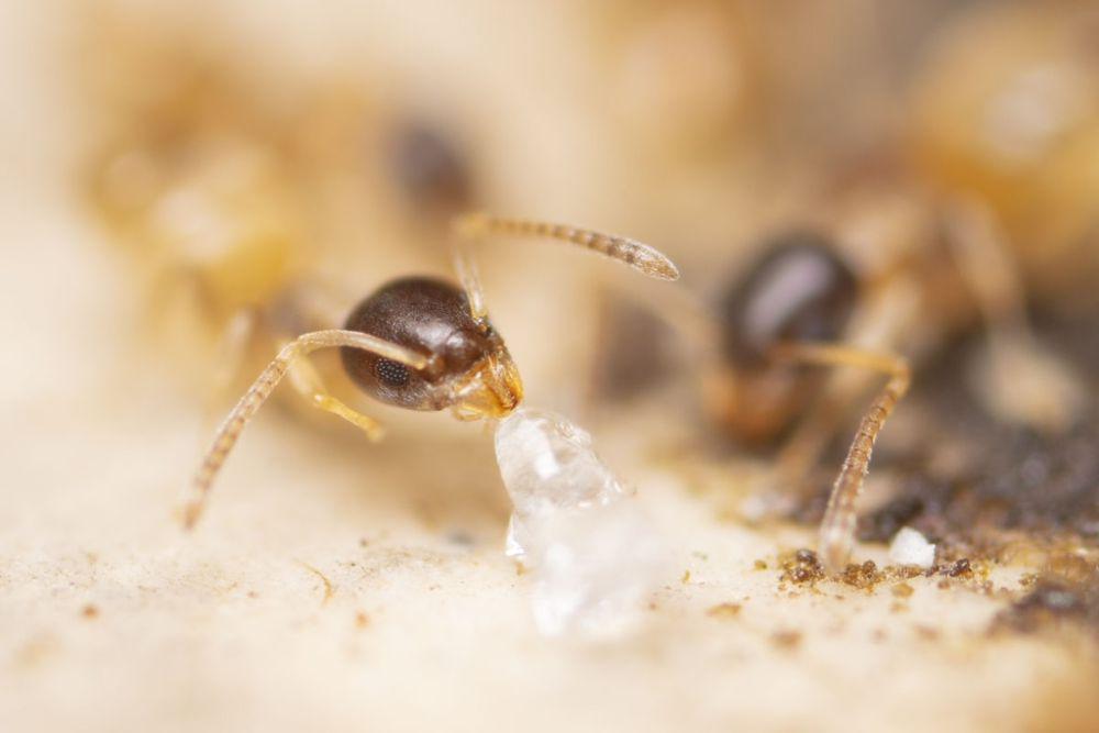 ilustrasi Tapinoma melanocephalum (inaturalist.org/bentsai)