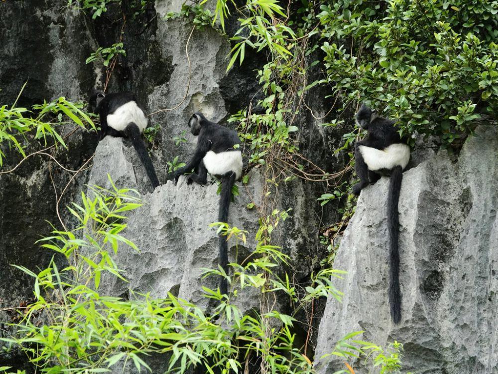 ilustrasi Trachypithecus delacouri (inaturalist.org/ddiller)