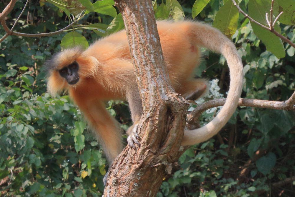 ilustrasi Trachypithecus geei (inaturalist.org/fabio_olmos)