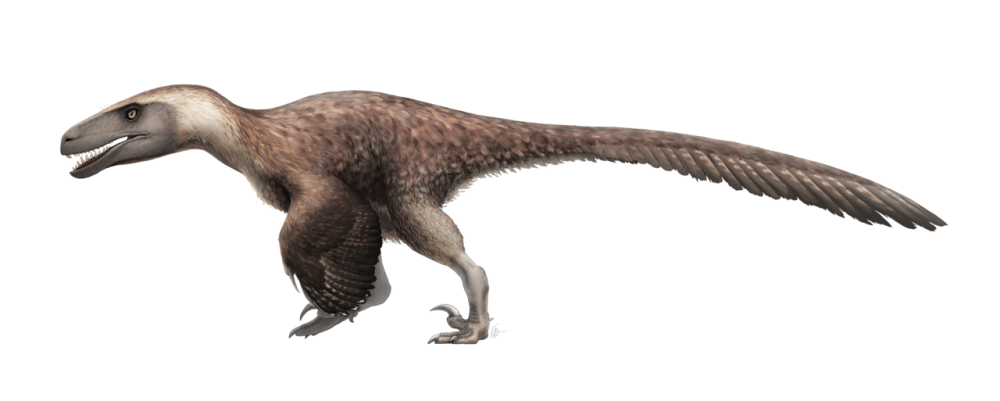 Ilustrasi Utahraptor yang merupakan Dromaeosaurus terbesar (commons.wikimedia.org/Fred Wierum)