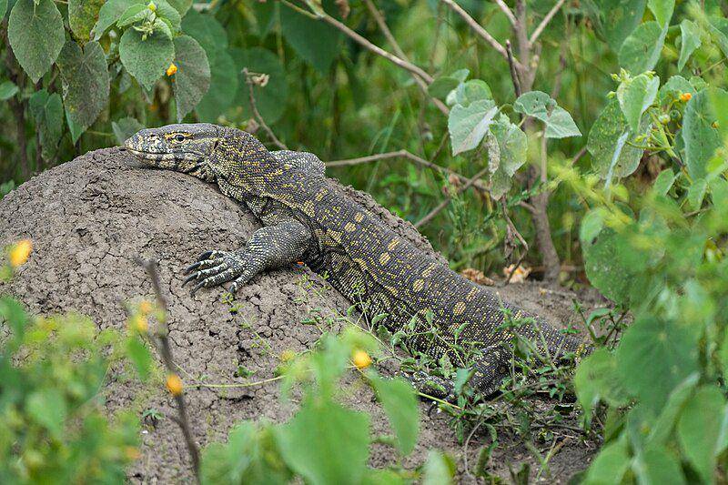 Biawak sungai nil (commons.wikimedia.org/Giles Laurent)