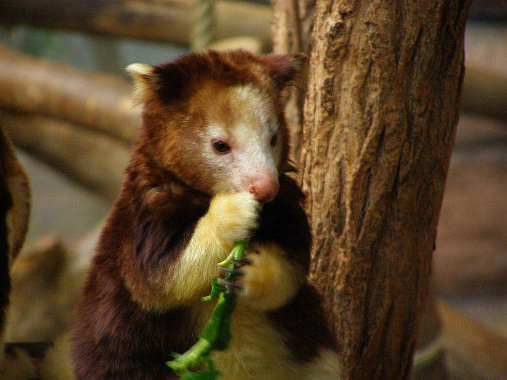 Matschie's tree kangaroo (commons.m.wikimedia.org/belgianchocolate)