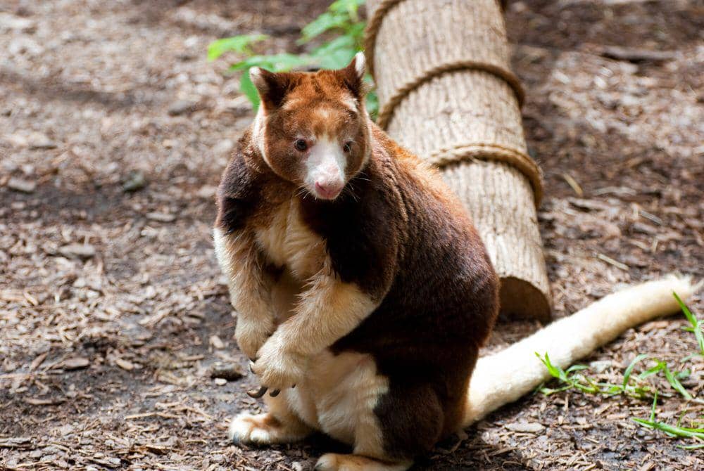 Fakta Matschie's Tree Kangaroo, Endemik Papua Nugini yang Penyendiri