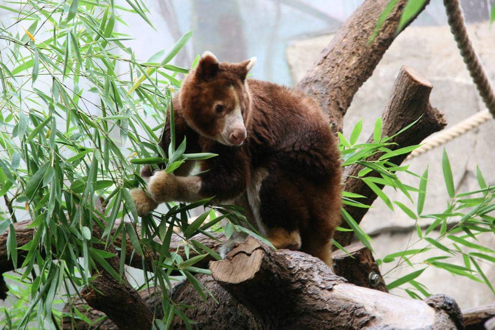 Matschie's tree kangaroo (commons.m.wikimedia.org/Robin Muller)