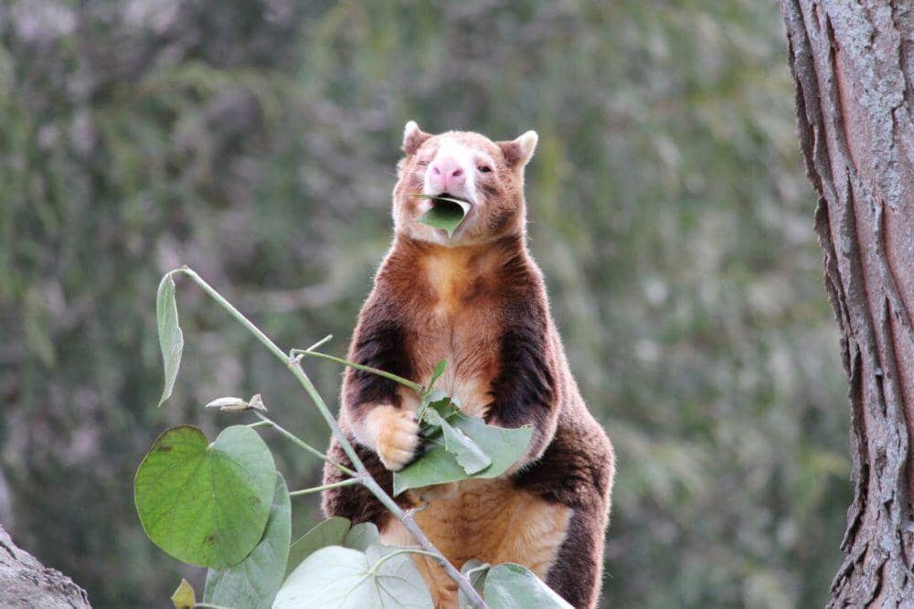 Matschie's tree kangaroo (commons.m.wikimedia.org/RedGazelle15)