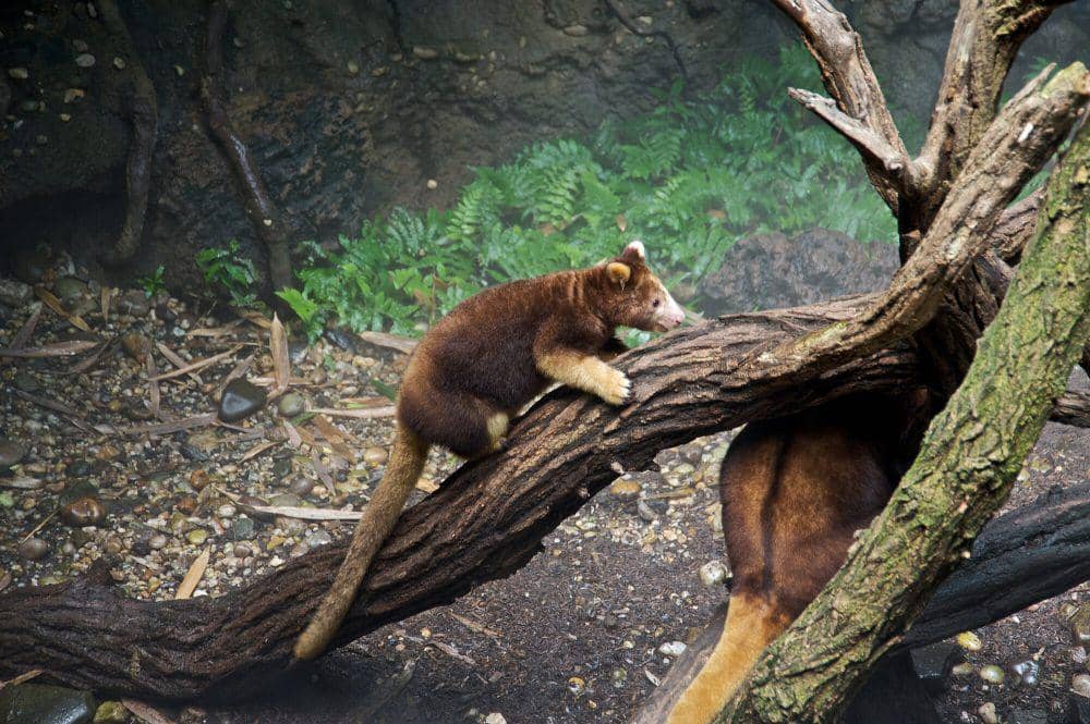 Matschie's tree kangaroo (commons.m.wikimedia.org/Fred Hsu)
